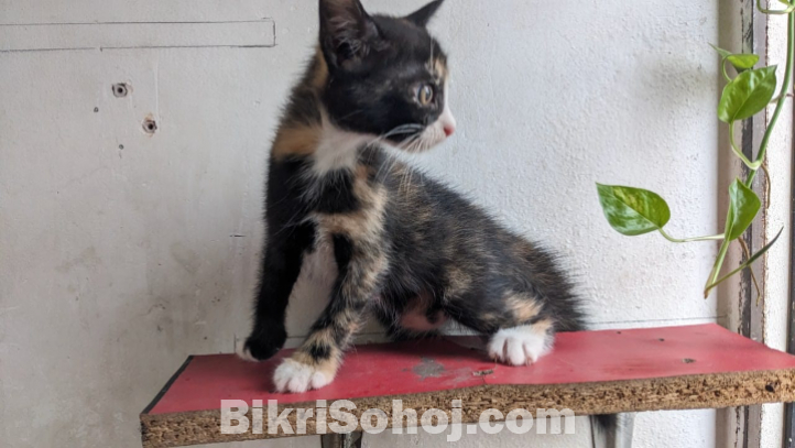 Mix Breed Female Cat Kitten